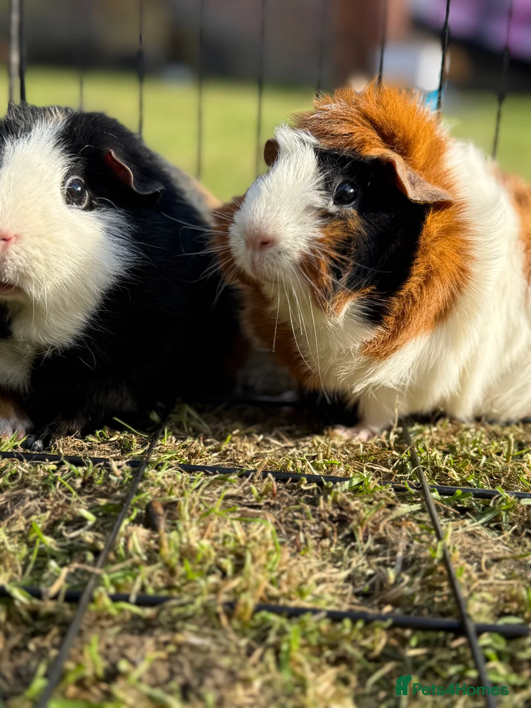Guinea Pig rodents for sale: Neutered male and female pair  - Advert 2