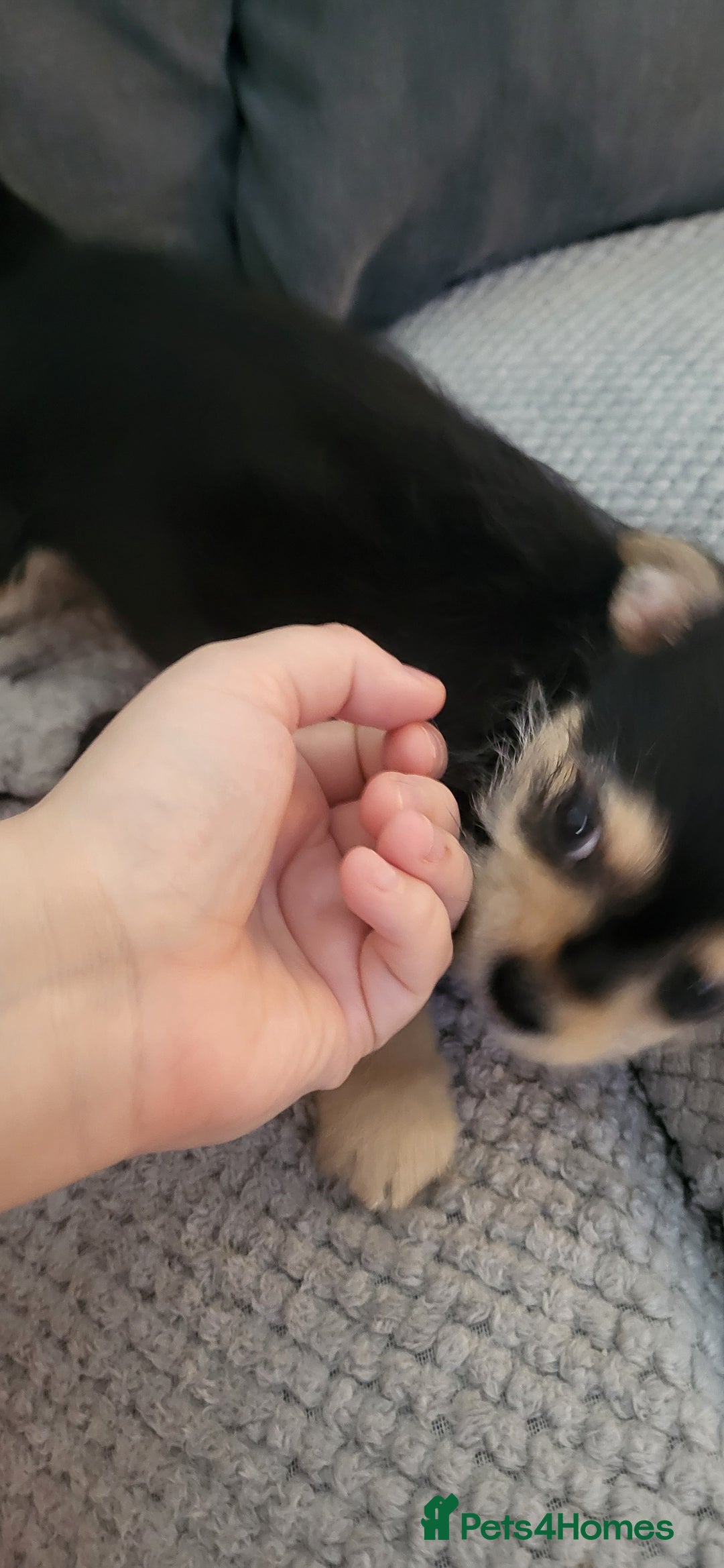 Mixed Breed dogs for sale: Jack russel cross pomeranian puppies  - Image 34