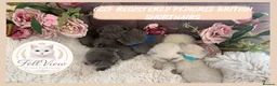 British Shorthair cats for sale: GCCF Pedigree British shorthair kittens  - Advert 3