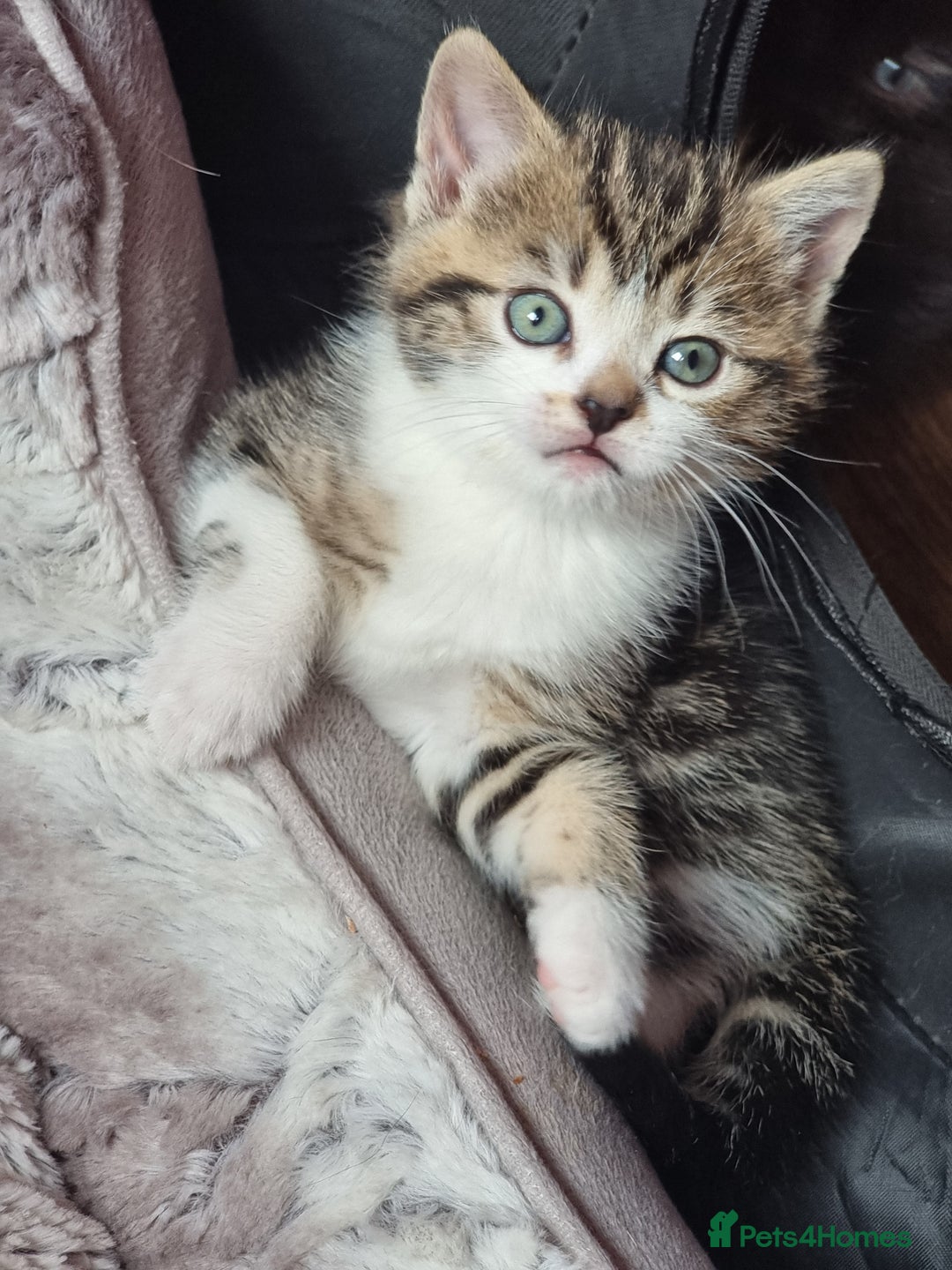 Domestic Shorthair cats for sale: Two adorable kittens, spoilt with love in Spalding - Image 1