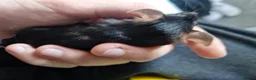 Mouse rodents for sale: 2 mice, one black, one white. 6m old - Advert 2