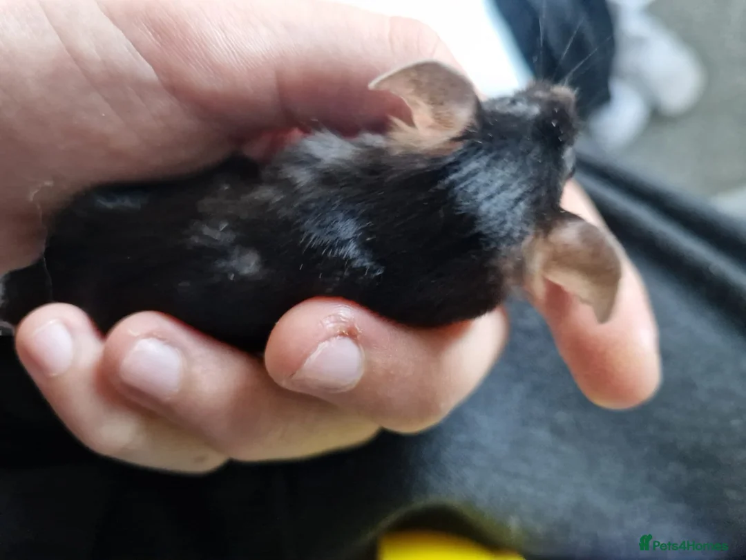 Mouse rodents for sale: 2 mice, one black, one white. 6m old - Advert 2