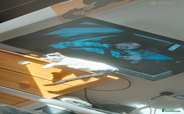 British Shorthair cats Female white and ginger boy cats  - Advert 6