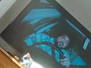 British Shorthair cats for sale: Female white and ginger boy cats - Advert 1