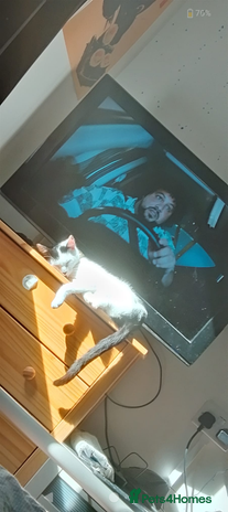 British Shorthair cats Female white and ginger boy cats - Advert 2