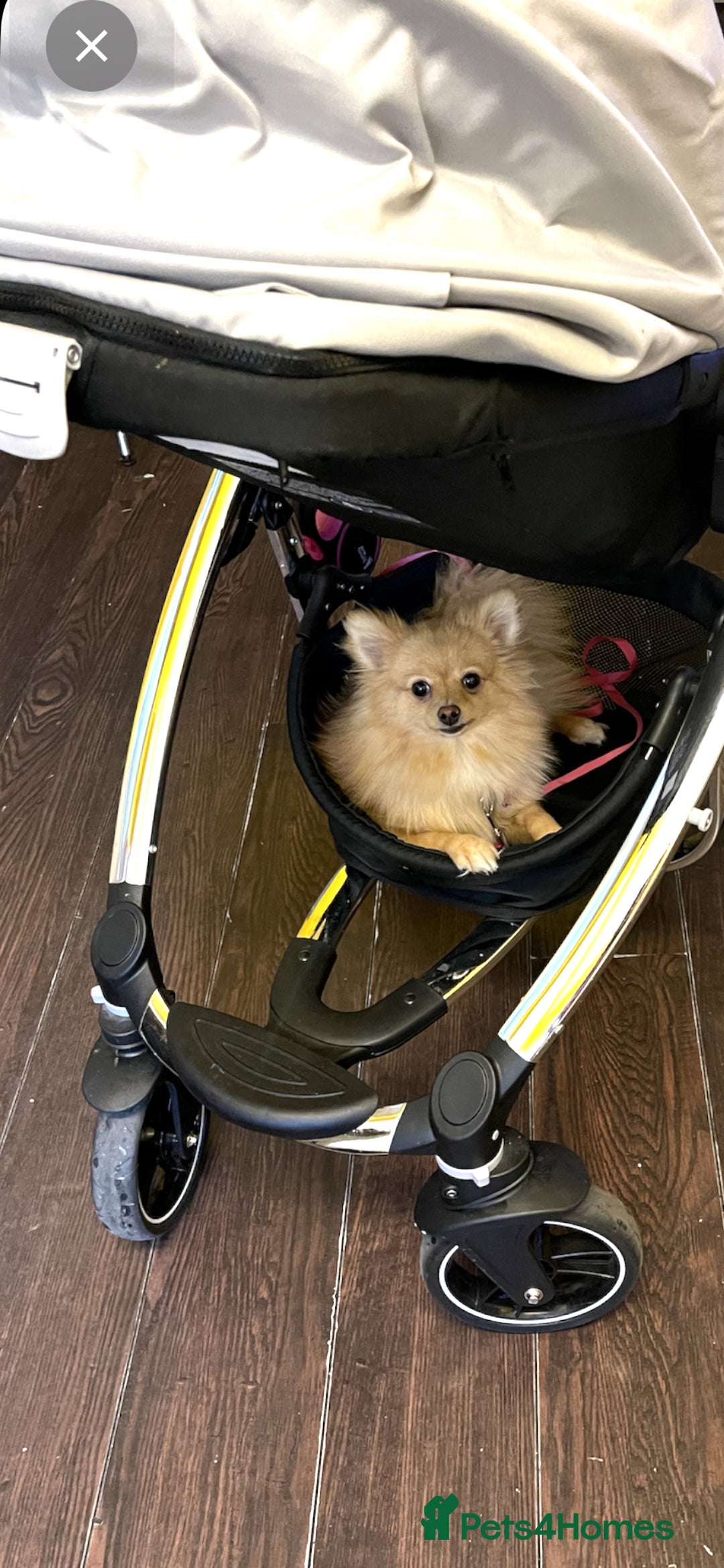 Pomeranian dogs for sale: Pomeranian Dog - Image 2
