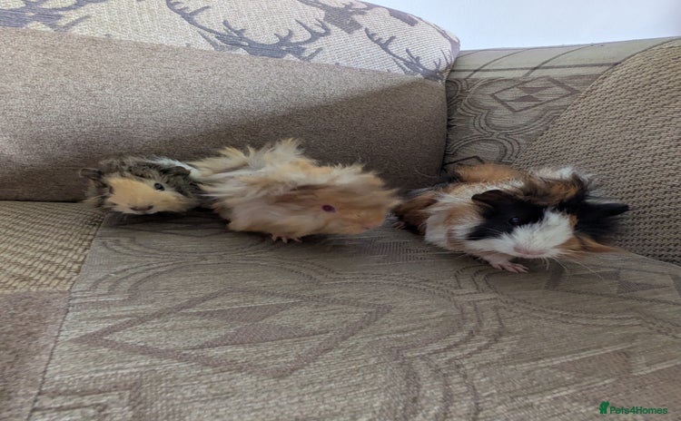 Guinea Pig rodents - Advert 17