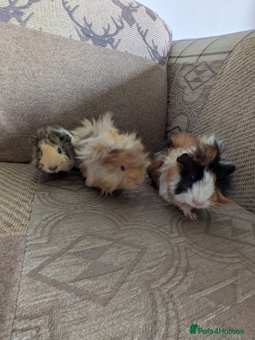 Guinea Pig rodents for sale: Guinea pig babies for sale  - Image 1