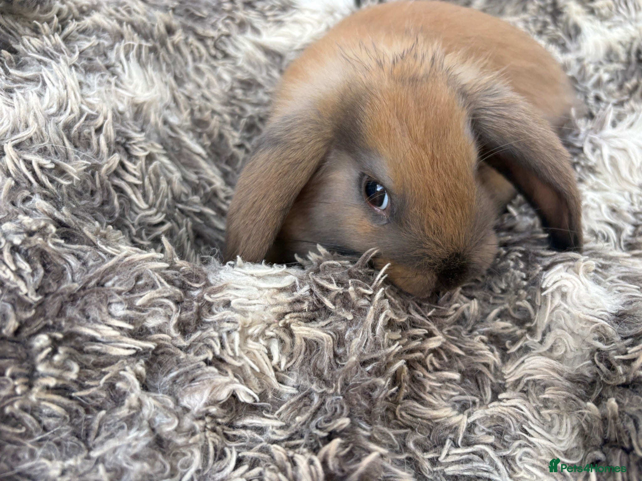 Mini Lop rabbits Beautiful Mini Lop Baby Rabbits🐇❤️ - Advert 1