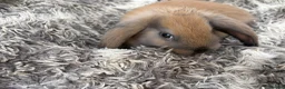 Mini Lop rabbits for sale: Beautiful Mini Lop Baby Rabbits🐇❤️ in Coalville - Advert 1