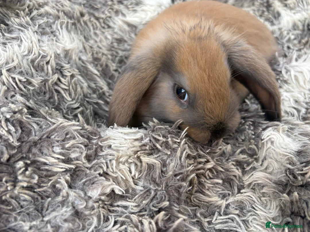 Mini Lop rabbits for sale: Beautiful Mini Lop Baby Rabbits🐇❤️ in Coalville - Advert 1