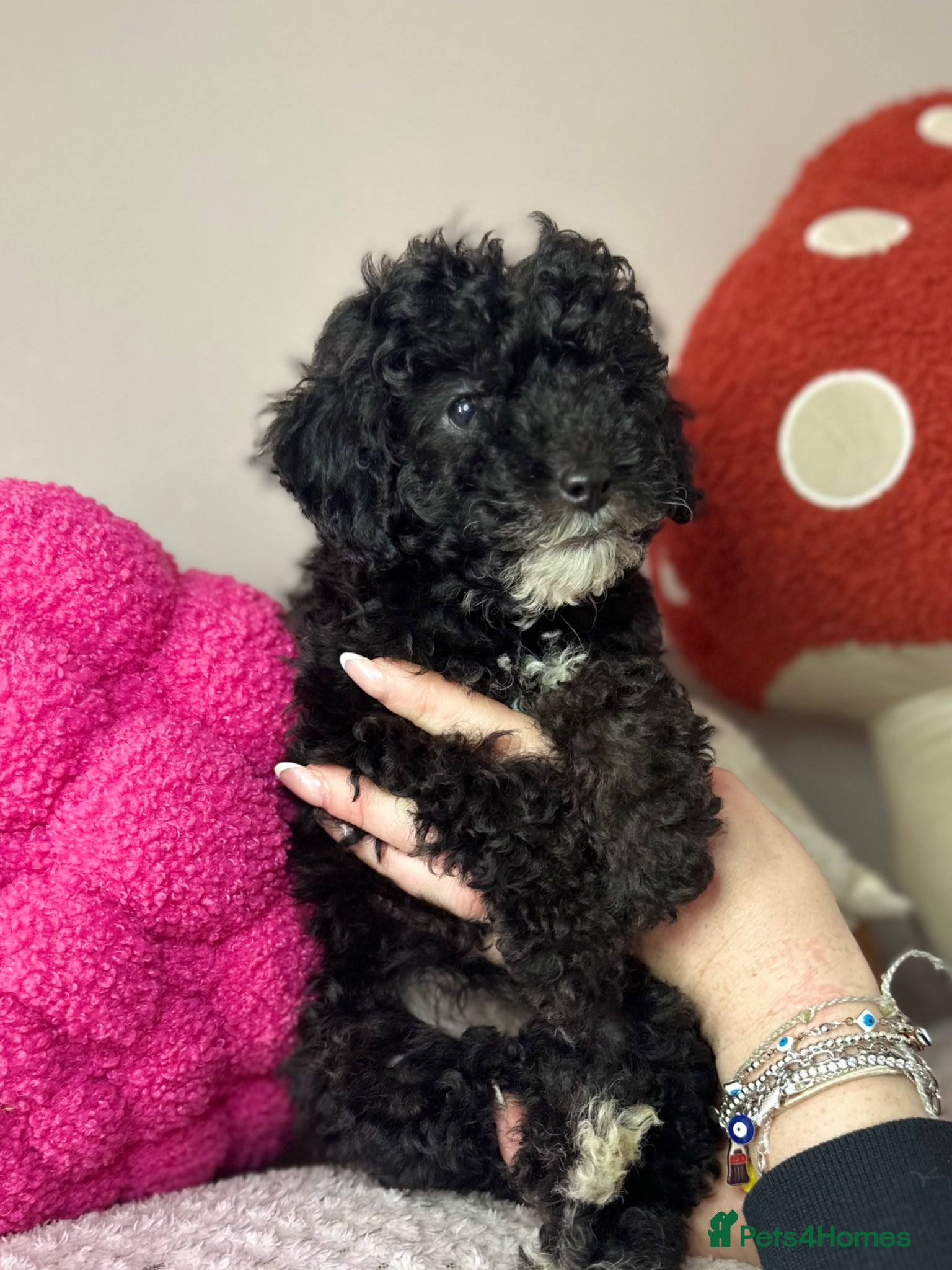Toy Poodle dogs Toy poodle puppies READY NOW! - Advert 5