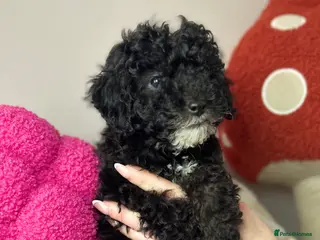 Toy Poodle dogs Toy poodle puppies READY NOW! - Advert 5