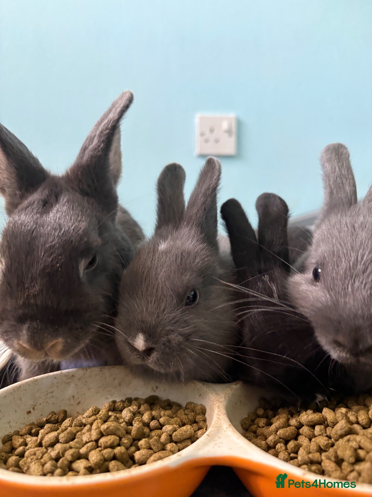 Netherland Dwarf rabbits Gorgeous Netherland Dwarf mix breed - Advert 1