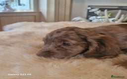 Cocker Spaniel dogs for sale: Cocker Spaniel puppies  - Image 16