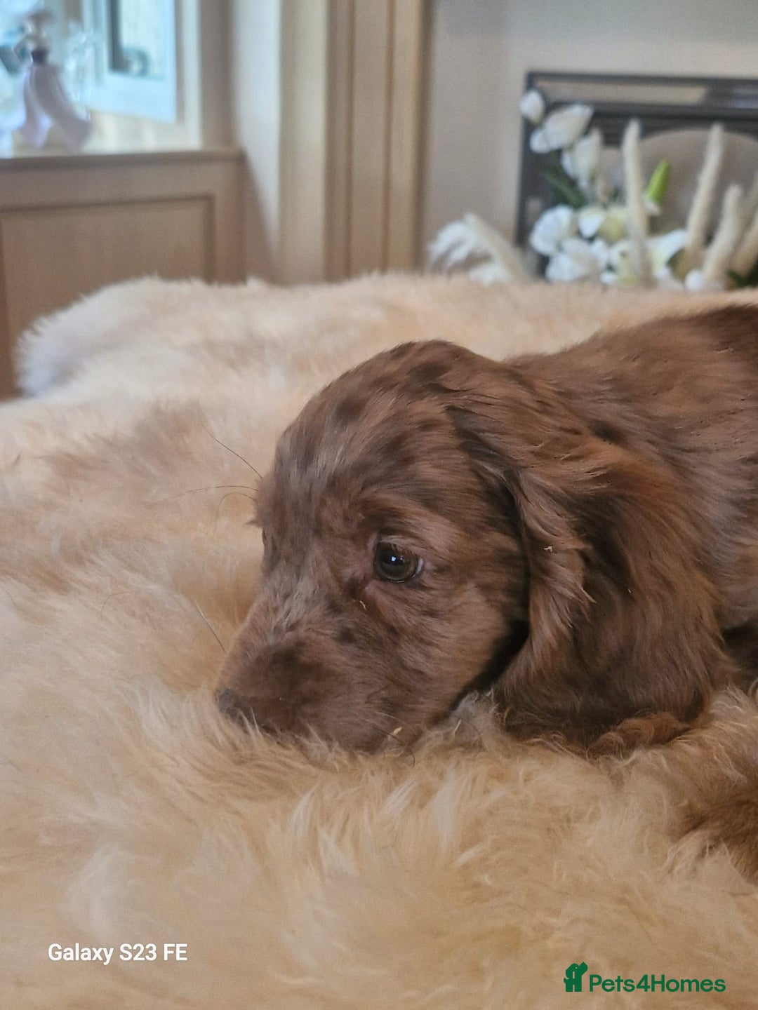 Cocker Spaniel dogs for sale: Cocker Spaniel puppies  - Image 16