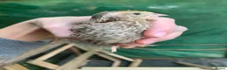 Quail poultry for sale: Mixed Japanese Coturnix Quail 6week old - Advert 8
