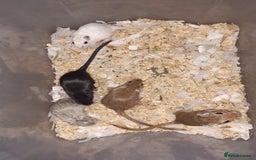 Gerbil rodents for sale: Super friendly gerbils from hobby breeder  - Image 24