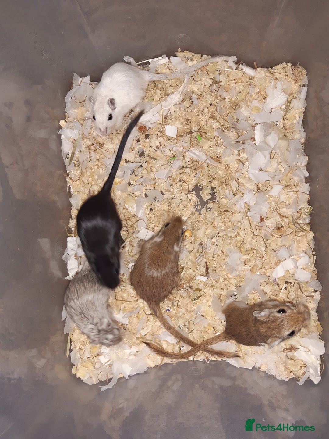 Gerbil rodents for sale: Super friendly gerbils from hobby breeder  - Image 24