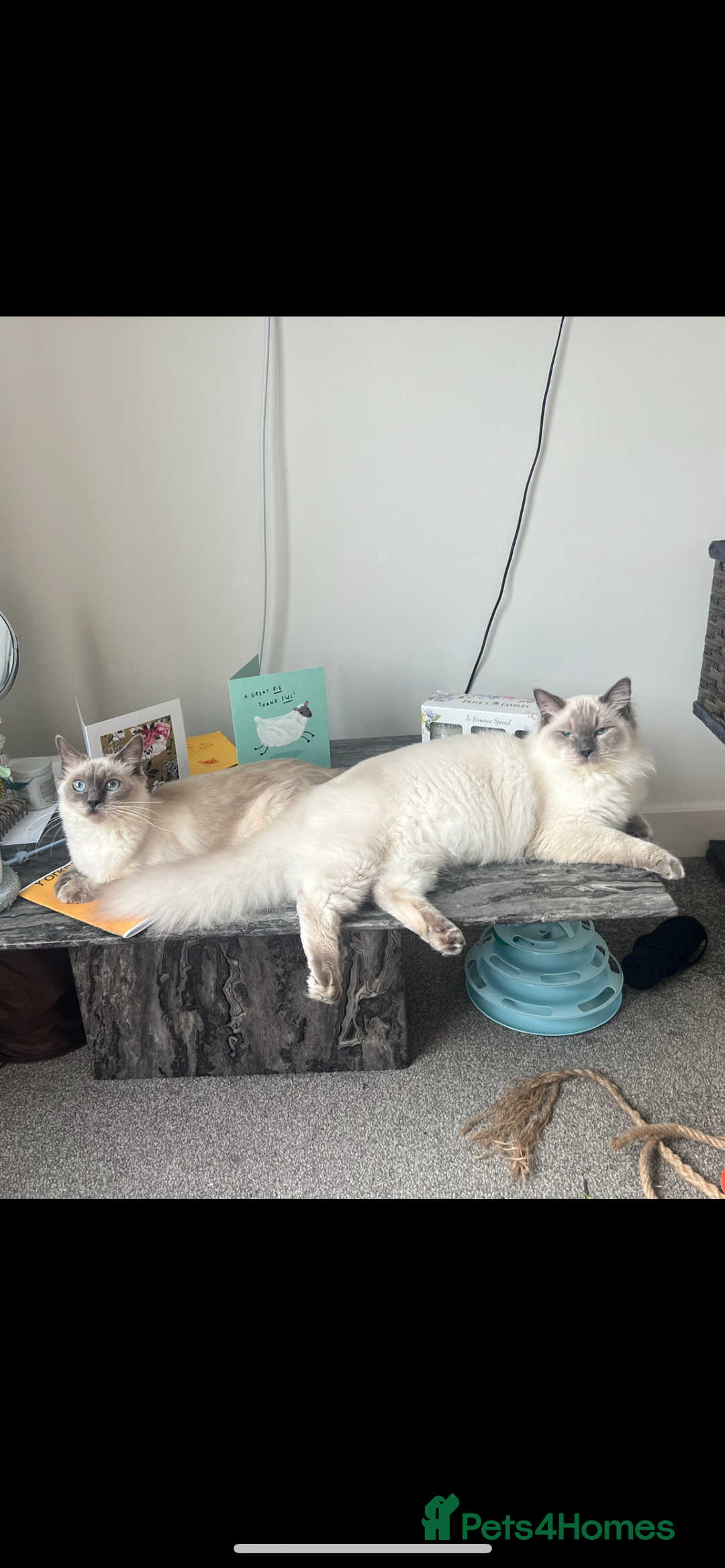 Ragdoll cats for sale: 🤍5 gorgeous female ragdoll kittens for sale🤍 - Advert 12