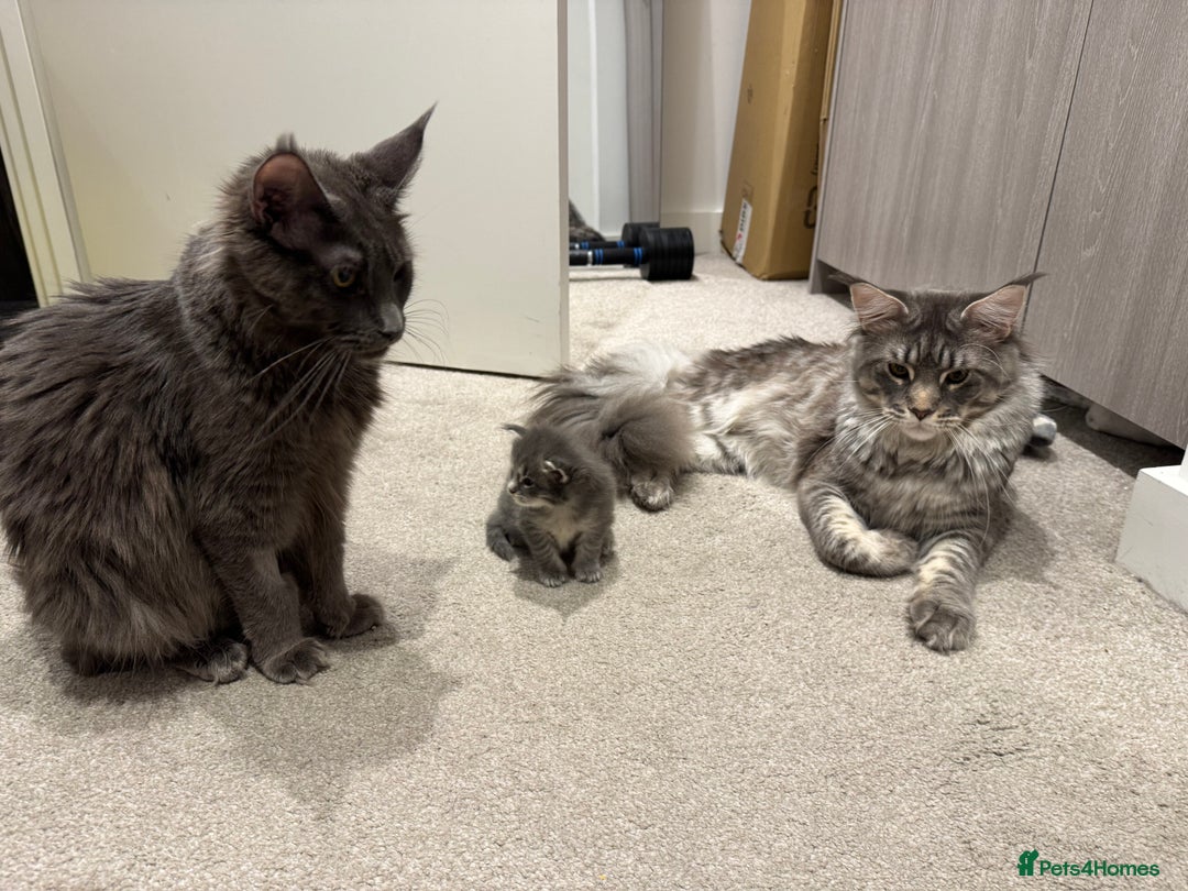 Maine Coon cats for sale: maine coon kittens  - Image 10