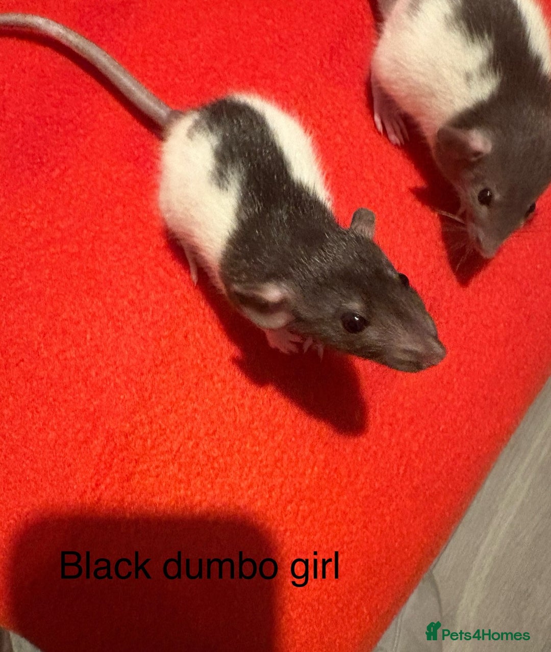 Rat rodents for sale: Baby hooded/variegated/dumbo fancy rats 🩶 - Image 5