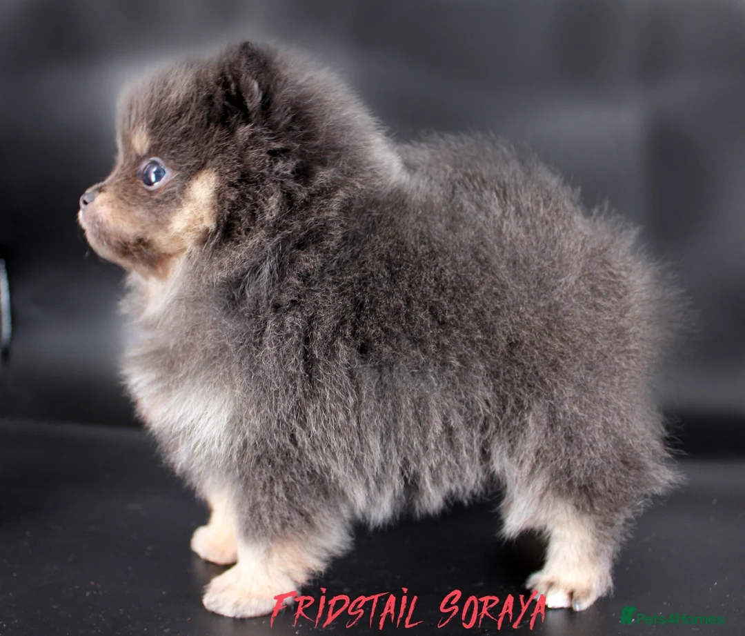 Pomeranian dogs for stud: Solid Lilac Tiny 1.8kg Stud Dog DNA health tested in Rotherham - Advert 10