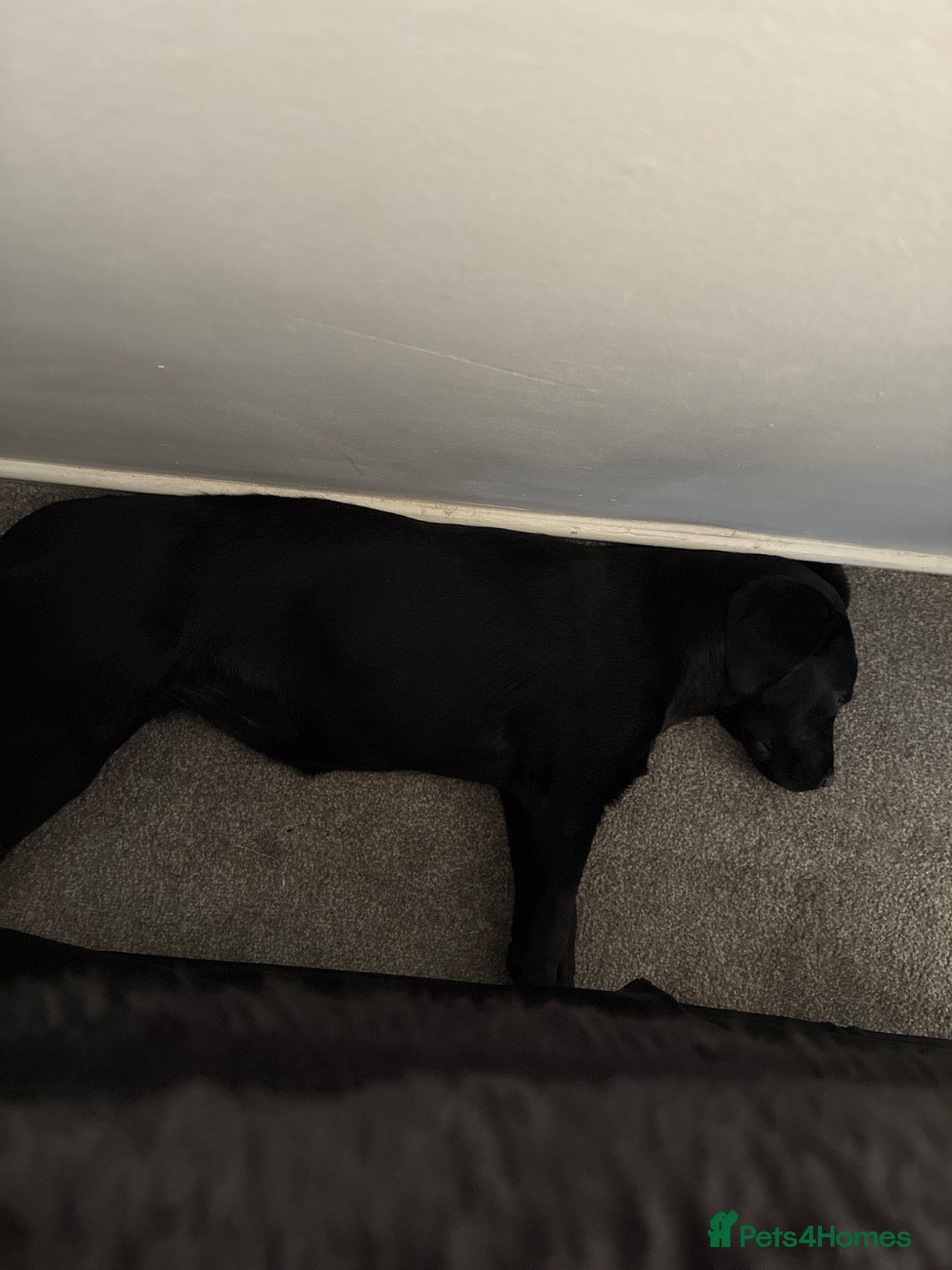 Labrador Retriever dogs for sale: 4 month old female Labrador  - Advert 5