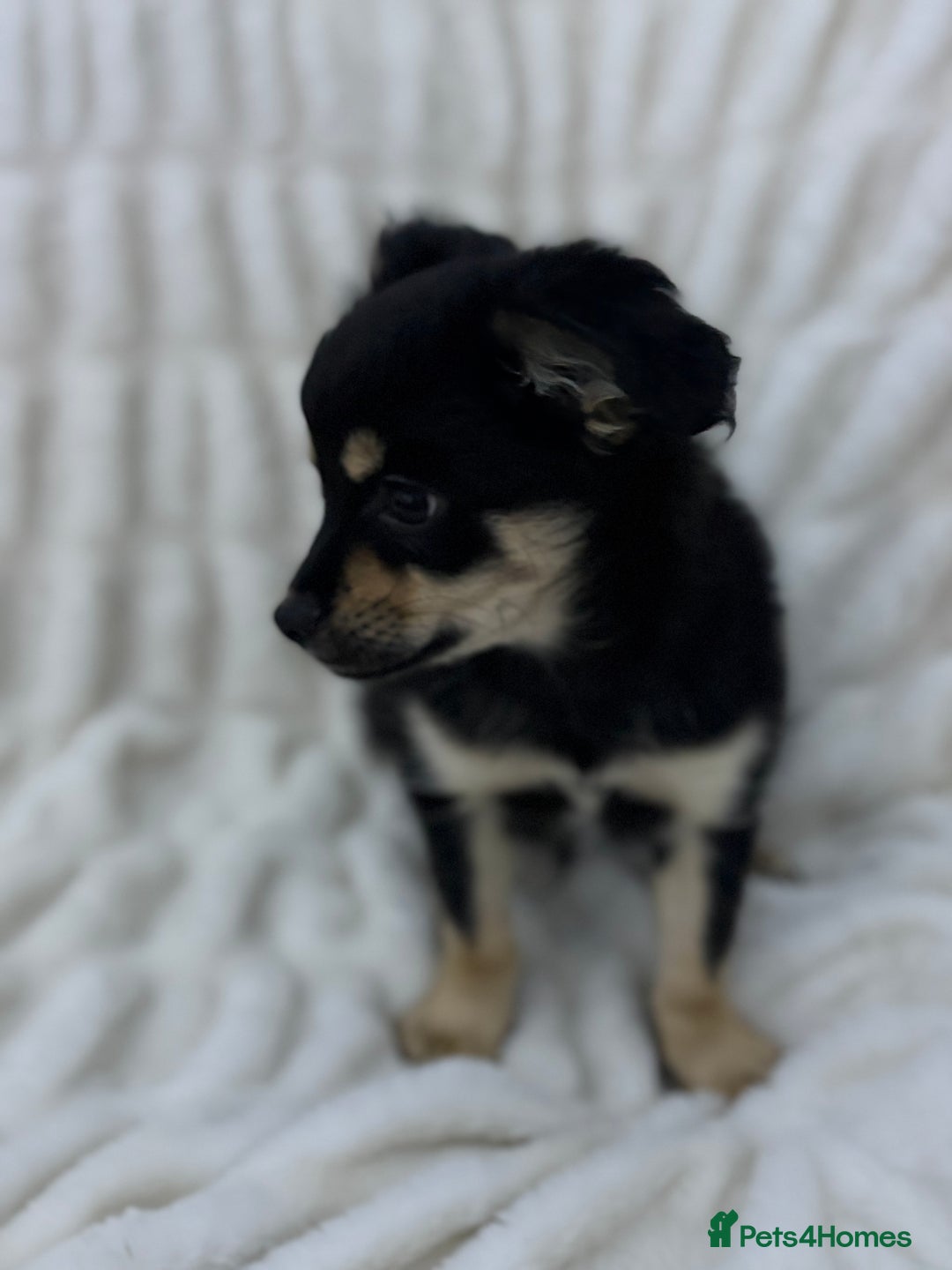Pomchi dogs for sale: Cute pomchi boy - Advert 2