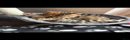 Bengal cats for sale: Male 1 year old bengal - Advert 3