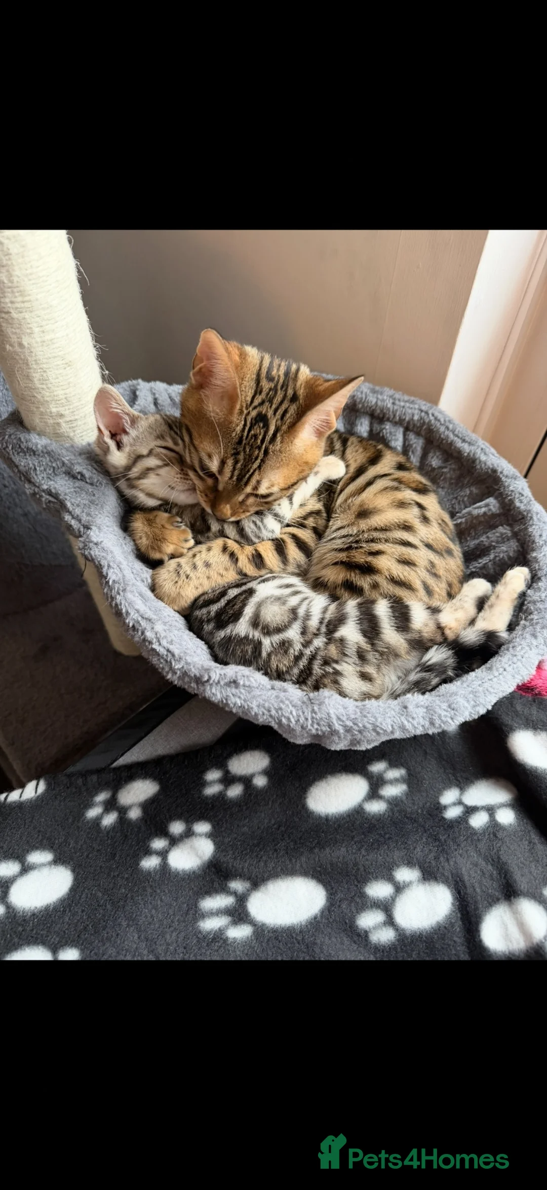 Bengal cats for sale: Male 1 year old bengal - Advert 3