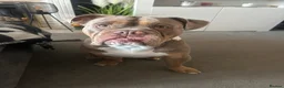 English Bulldog dogs for sale: Bruno - Advert 9