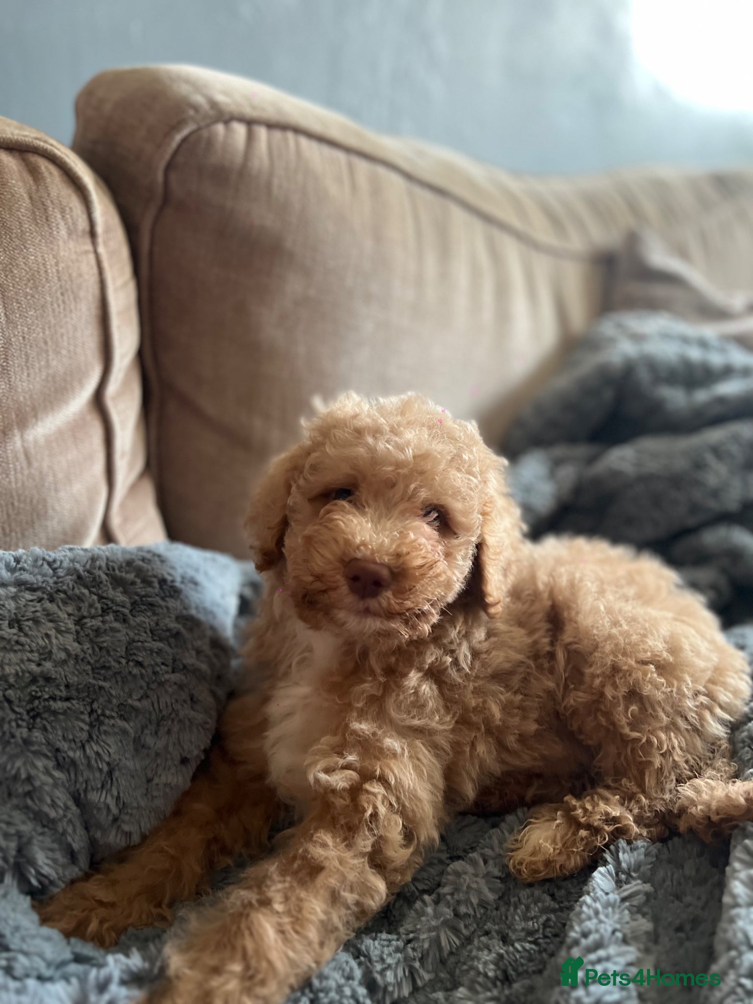 Mixed Breed dogs ⭐️Just 1 male left ⭐️Exceptional Double Doodle ⭐️ - Advert 18