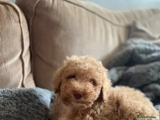 Mixed Breed dogs ⭐️Just 1 male left ⭐️Exceptional Double Doodle ⭐️ - Advert 4