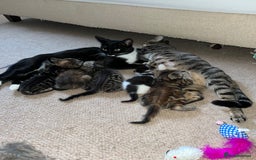 Mixed Breed cats for sale: Adorable Kittens Looking for Loving Homes 🐾 - Image 9