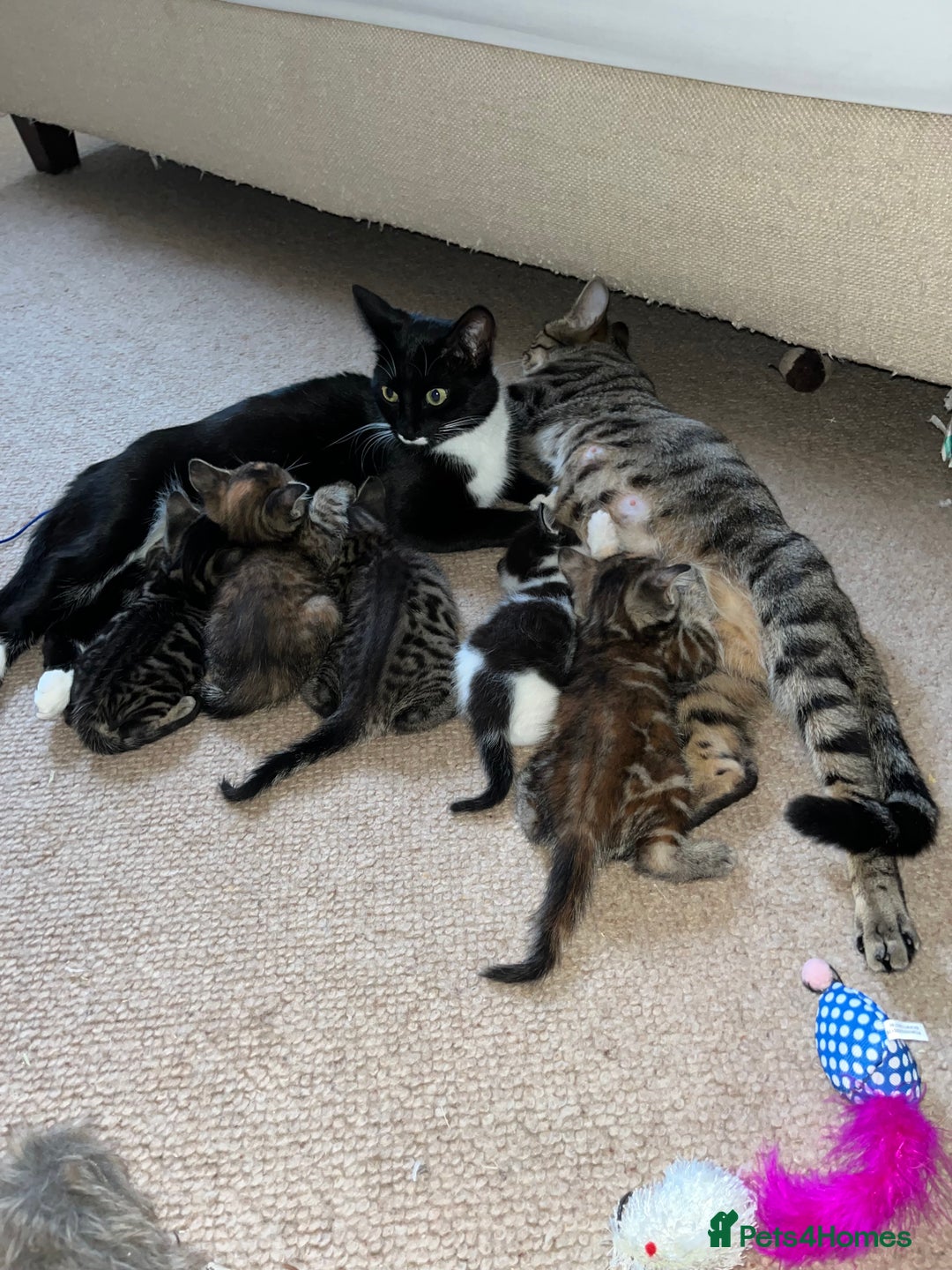 Mixed Breed cats for sale: Adorable Kittens Looking for Loving Homes 🐾 - Image 9