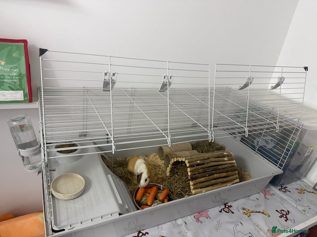 Guinea Pig rodents for sale: <1yo 2 Bonded Male Guinea Pig Boars with cage etc - Advert 4