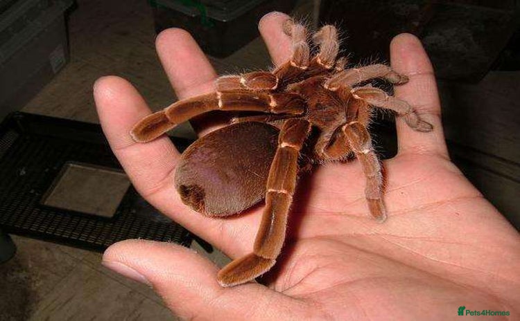 Tarantulas invertebrates - Advert 1