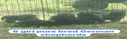 German Shepherd dogs for sale: German shepherd puppys - Advert 17