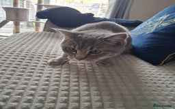 British Shorthair cats for sale: British Shorthair x Ragdoll Cat for Rehoming  - Image 5