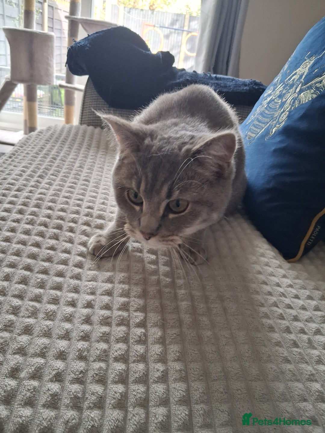 British Shorthair cats for sale: British Shorthair x Ragdoll Cat for Rehoming  - Image 5