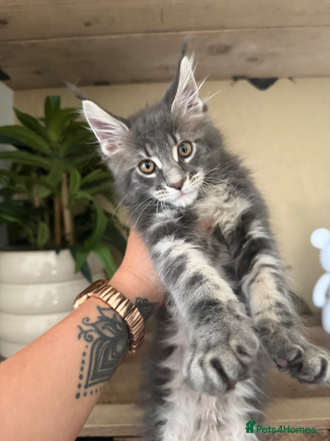 Maine Coon cats for sale: Last male Maine coon TICA reg - Advert 2