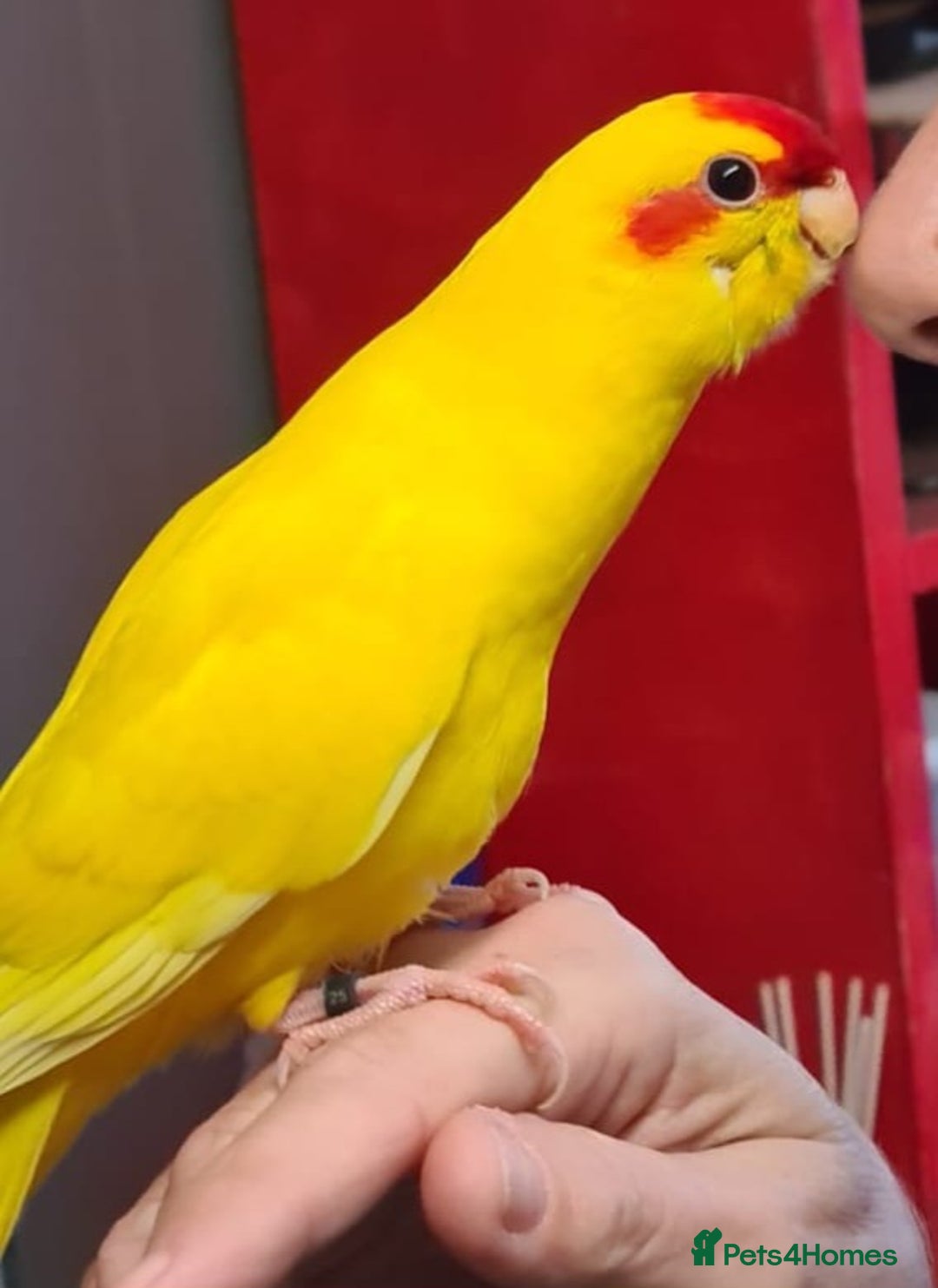 Parakeets birds for sale: Kakariki's x3 Males dna'd Kakariki's  - Advert 1