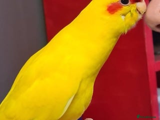 Parakeets birds Kakariki's x3 Males dna'd Kakariki's - Advert 1