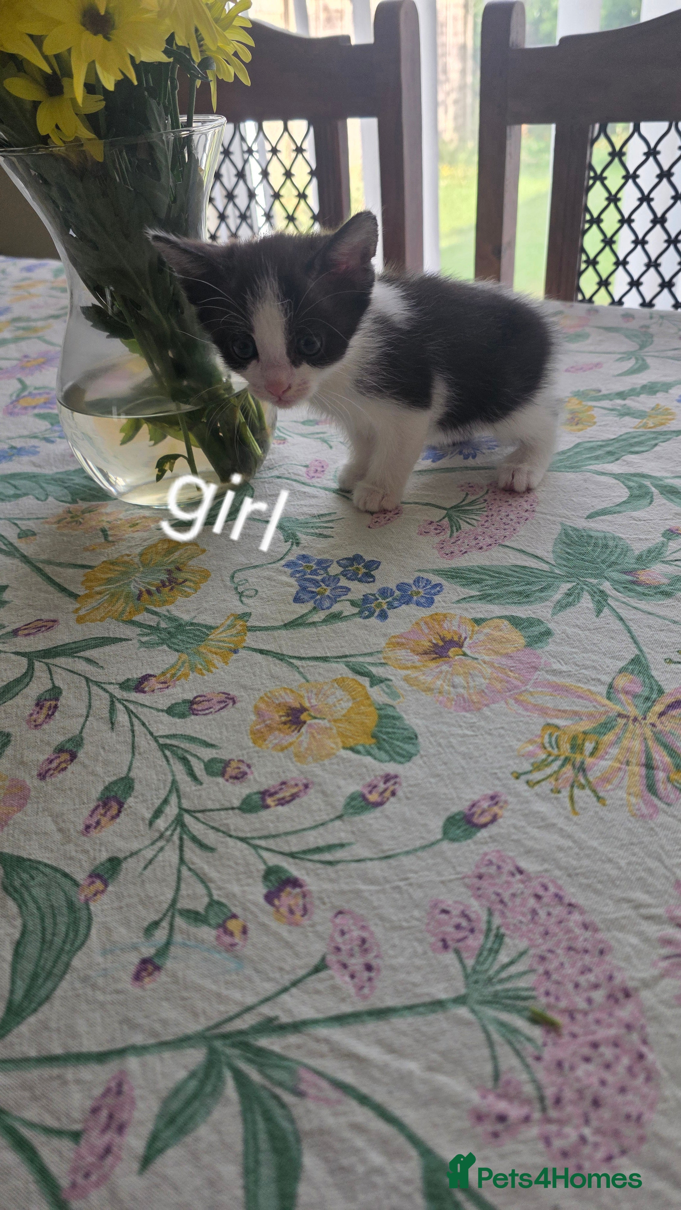 Mixed Breed cats Aliev - Advert 1