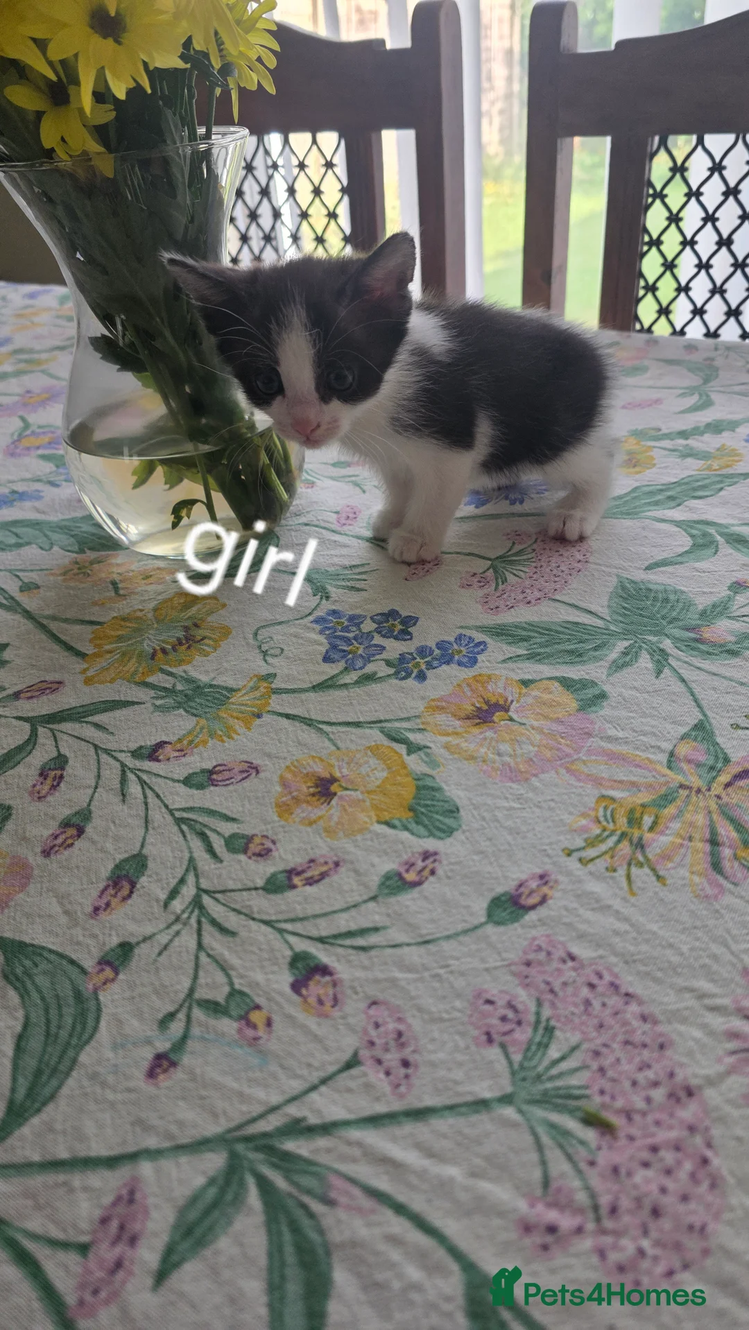 Mixed Breed cats for sale: Aliev - Advert 1