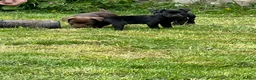Patterdale Terrier dogs for sale: Patterdale Terriers  - Advert 13