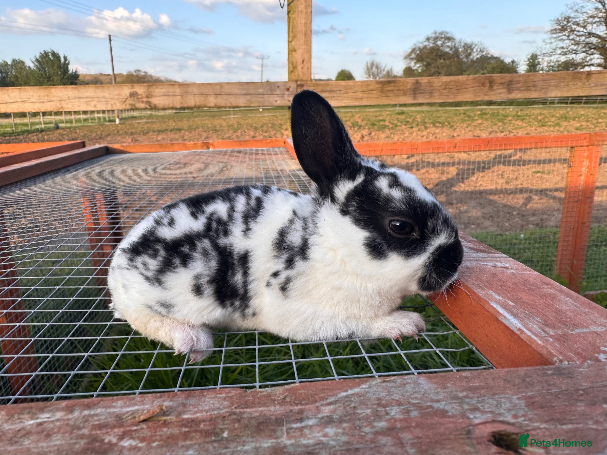 Rex rabbits ONLY 4 DOES LEFT ! Pedigree Mini Rex  - Advert 2