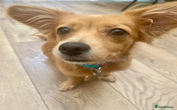 Mixed Breed dogs for adoption: Little (Tiny) Lady - Image 10