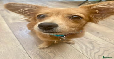 Mixed Breed dogs - Advert 10